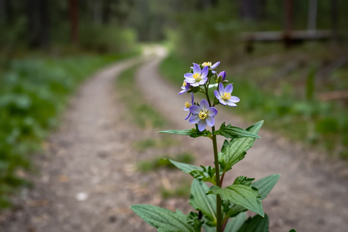 Bliskie ujęcie dzikiego kwiatu rosnącego na szlaku rowerowym