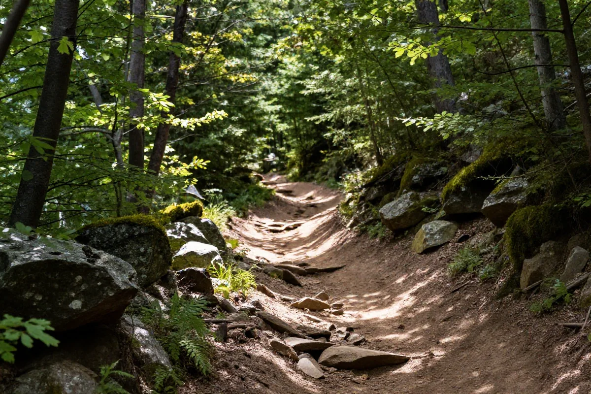 Malowniczy szlak singletrack w Sudetach z zielonymi drzewami.
